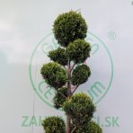 Cyprusovec leylandský (Cupressocyparis leylandii) ´CASTLEWELLAND GOLD´ - výška 200-240 cm, kont. C70L - BONSAJ